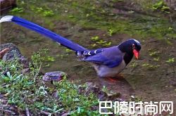 红嘴蓝鹊价格及智商 红嘴蓝鹊好养吗多少钱一只