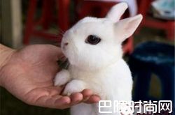 侏儒海棠兔价格及智商 侏儒海棠兔好养吗多少钱一只