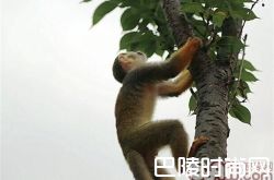 松鼠猴价格及智商 松鼠猴好养吗多少钱一只