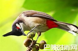 红耳鹎价格及智商 红耳鹎好养吗多少钱一只