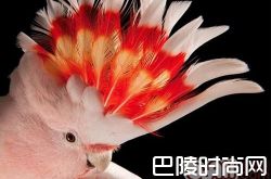 米切氏凤头鹦鹉价格及智商 米切氏凤头鹦鹉好养吗多少钱一只