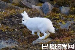 北极兔价格及智商 北极兔好养吗多少钱一只