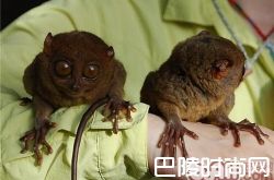 眼镜猴价格及智商 眼镜猴好养吗多少钱一只