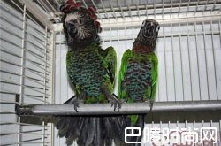 贾丁氏鹦鹉价格及智商 贾丁氏鹦鹉好养吗多少钱一只