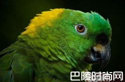 黄颈亚马逊鹦鹉价格及智商 黄颈亚马逊鹦鹉好养吗多少钱一只