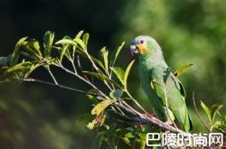 橙翅亚马逊鹦鹉价格及智商 橙翅亚马逊鹦鹉好养吗多少钱一只