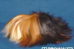 秘鲁缎毛天竺鼠价格及智商 秘鲁缎毛天竺鼠好养吗多少钱一只