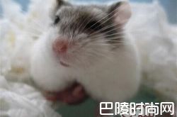 一线仓鼠价格及智商 一线仓鼠好养吗多少钱一只