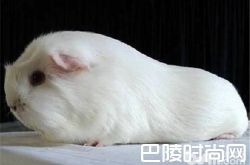 缎毛白色凤冠天竺鼠价格及智商 缎毛白色凤冠天竺鼠好养吗多少钱一只