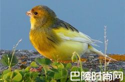 金丝雀价格及智商 金丝雀好养吗多少钱一只