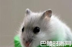 紫衣仓鼠价格及智商 紫衣仓鼠好养吗多少钱一只