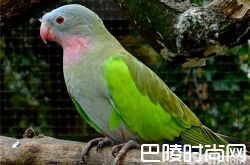 公主鹦鹉价格及智商 公主鹦鹉好养吗多少钱一只