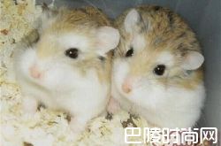 老公公仓鼠价格及智商 老公公仓鼠好养吗多少钱一只