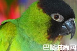 黑头凯克鹦鹉价格及智商 黑头凯克鹦鹉好养吗多少钱一只