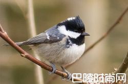 煤山雀价格及智商 煤山雀好养吗多少钱一只