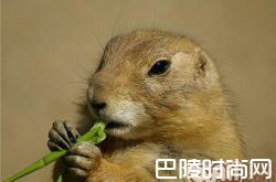 土拔鼠价格及智商 土拔鼠好养吗多少钱一只