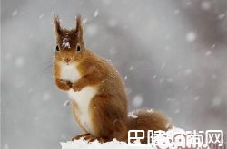 欧洲红松鼠价格及智商 欧洲红松鼠好养吗多少钱一只