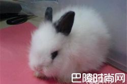 西施兔价格及智商 西施兔好养吗多少钱一只