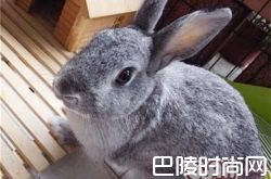 金吉拉兔价格及智商 金吉拉兔好养吗多少钱一只