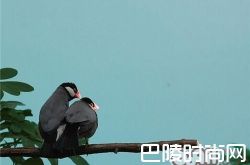 灰文鸟价格及智商 灰文鸟好养吗多少钱一只