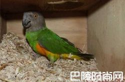 塞内加尔鹦鹉价格及智商 塞内加尔鹦鹉好养吗多少钱一只