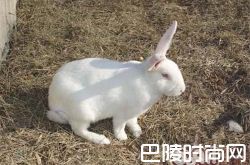 日本大耳兔价格及智商 日本大耳兔好养吗多少钱一只