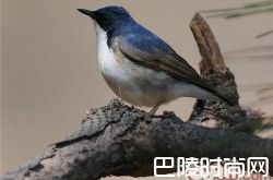 蓝歌鸲价格及智商 蓝歌鸲好养吗多少钱一只