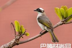 白头鹎价格及智商 白头鹎好养吗多少钱一只