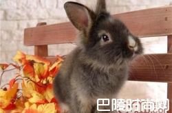 多瓦夫兔价格及智商 多瓦夫兔好养吗多少钱一只
