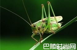 蝈蝈价格及智商 蝈蝈好养吗多少钱一只