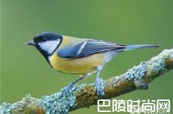 大山雀价格及智商 大山雀好养吗多少钱一只