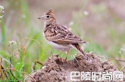 凤头百灵价格及智商 凤头百灵好养吗多少钱一只