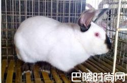 伊拉兔价格及智商 伊拉兔好养吗多少钱一只