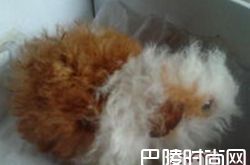 长卷毛天竺鼠价格及智商 长卷毛天竺鼠好养吗多少钱一只