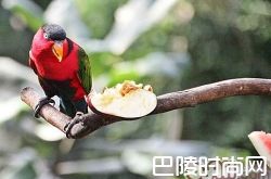 黑顶吸蜜鹦鹉价格及智商 黑顶吸蜜鹦鹉好养吗多少钱一只