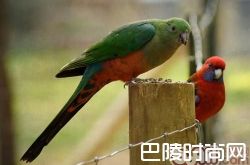 澳洲国王鹦鹉价格及智商 澳洲国王鹦鹉好养吗多少钱一只