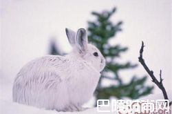 雪兔价格及智商 雪兔好养吗多少钱一只
