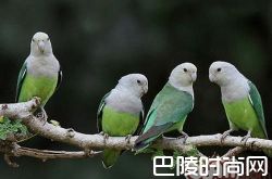 马达加斯加爱情鸟价格及智商 马达加斯加爱情鸟好养吗多少钱一只