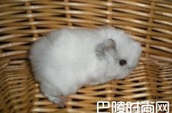 白色黑眼天竺鼠价格及智商 白色黑眼天竺鼠好养吗多少钱一只