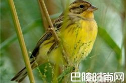 黄胸鹀价格及智商 黄胸鹀好养吗多少钱一只