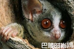 婴猴价格及智商 婴猴好养吗多少钱一只