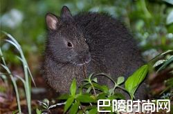 琉球兔价格及智商 琉球兔好养吗多少钱一只