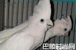 杜可波氏凤头鹦鹉价格及智商 杜可波氏凤头鹦鹉好养吗多少钱一只