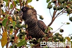 红尾黑凤头鹦鹉价格及智商 红尾黑凤头鹦鹉好养吗多少钱一只