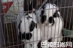 大麦丁兔价格及智商 大麦丁兔好养吗多少钱一只