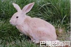 豫丰黄兔价格及智商 豫丰黄兔好养吗多少钱一只
