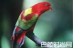 喋喋吸蜜鹦鹉价格及智商 喋喋吸蜜鹦鹉好养吗多少钱一只