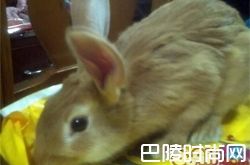 柏鲁美路兔价格及智商 柏鲁美路兔好养吗多少钱一只