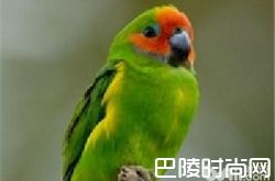 菲律宾悬吊鹦鹉价格及智商 菲律宾悬吊鹦鹉好养吗多少钱一只