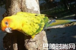 珍达锥尾鹦鹉价格及智商 珍达锥尾鹦鹉好养吗多少钱一只